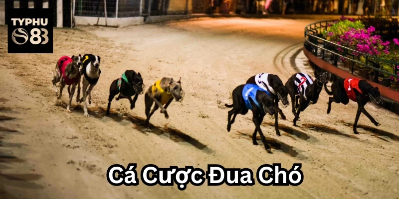 cá cược đua chó