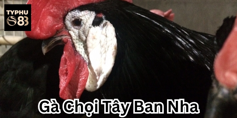 Cách chọn gà chiến