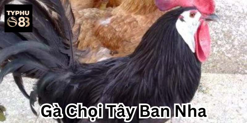 Chiến lược cược hiệu quả