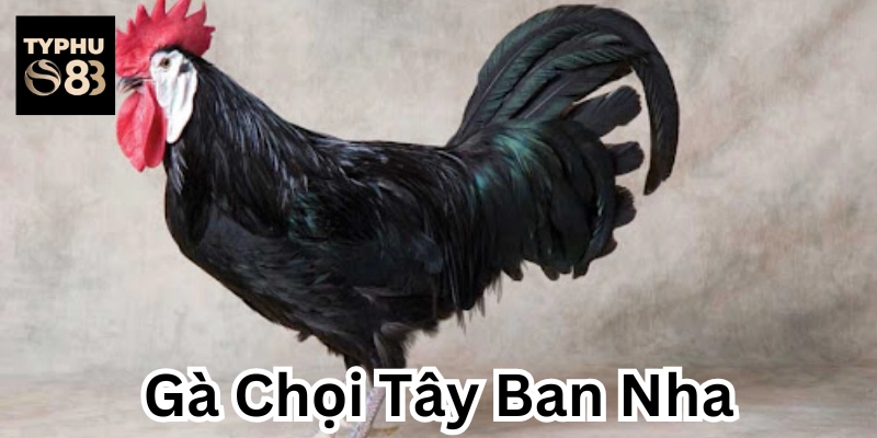 Gà Chọi Tây Ban Nha là gà gì?