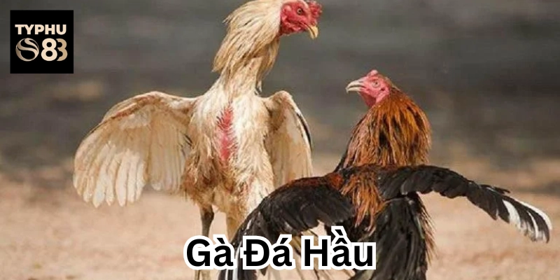 Quan sát chiến kê