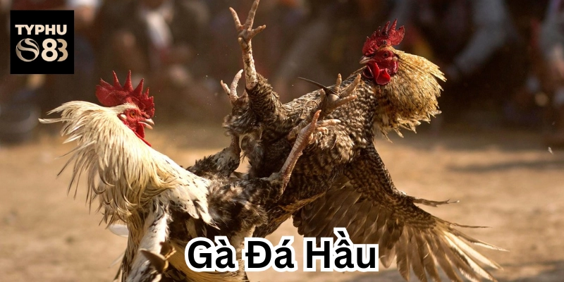 Tìm hiểu Gà Đá Hầu