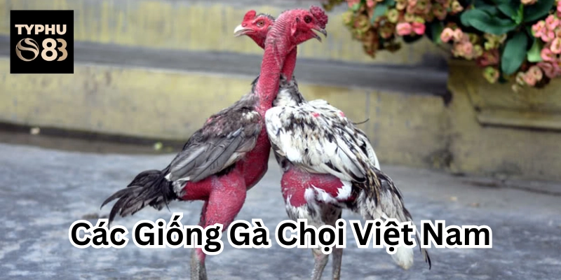 Các Giống Gà Chọi Việt Nam nổi tiếng