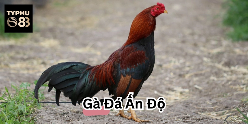 Các giống Gà Đá Ấn Độ