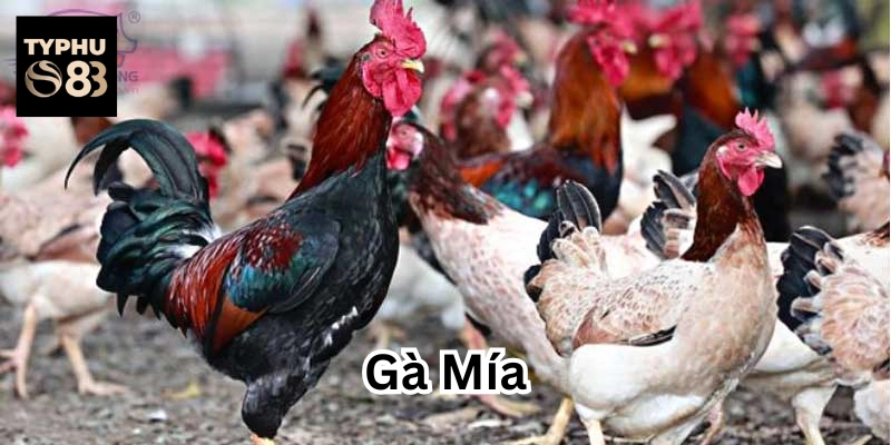 Cách chọn Gà Mía chiến đấu siêu chiến