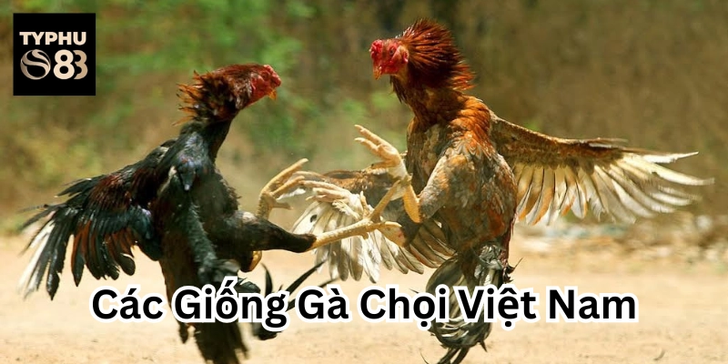 Đặc điểm nổi bật của Các Giống Gà Chọi Việt Nam