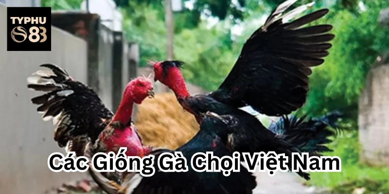 Đặc điểm nổi bật của Các Giống Gà Nòi