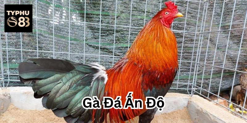 Đặc điểm nổi bật của Gà Đá Ấn Độ