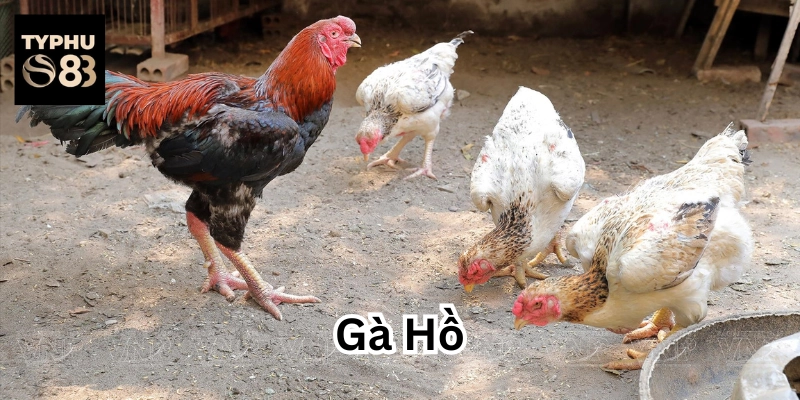 Đặc điểm nổi bật của Gà Hồ