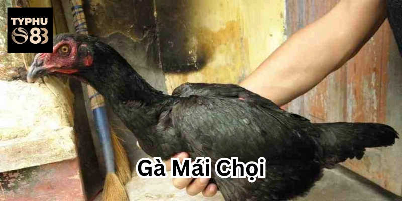 Đặc điểm nổi bật của Gà Mái Chọi