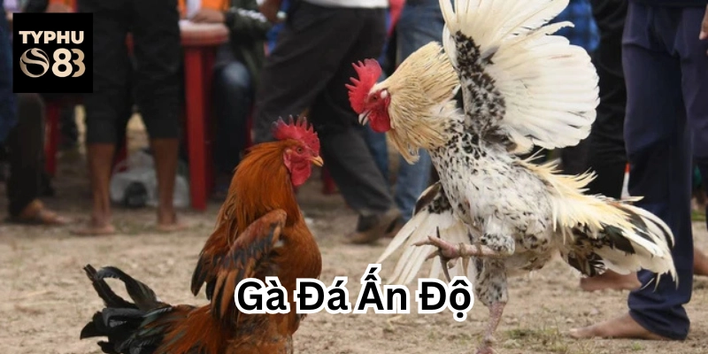 Gà Đá Ấn Độ là gì?
