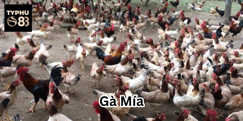 Gà Mía có gì nổi bật