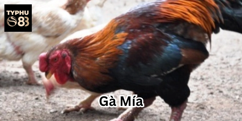 Gà Mía là gì?