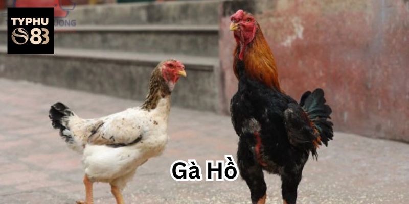 Giống Gà Hồ rất nổi tiếng