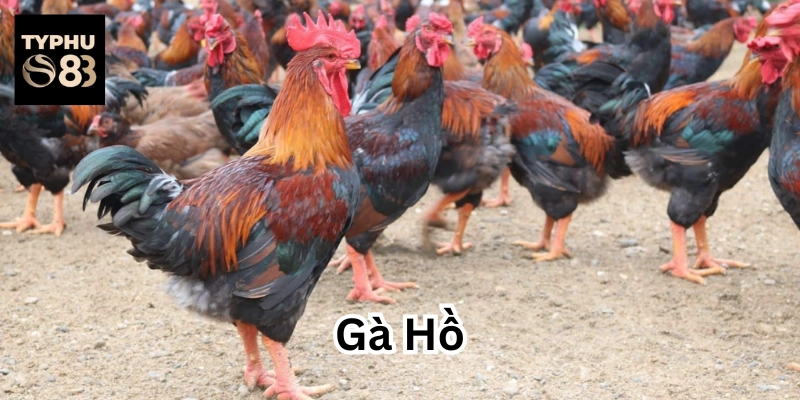 Kinh nghiệm chọn Gà Hồ