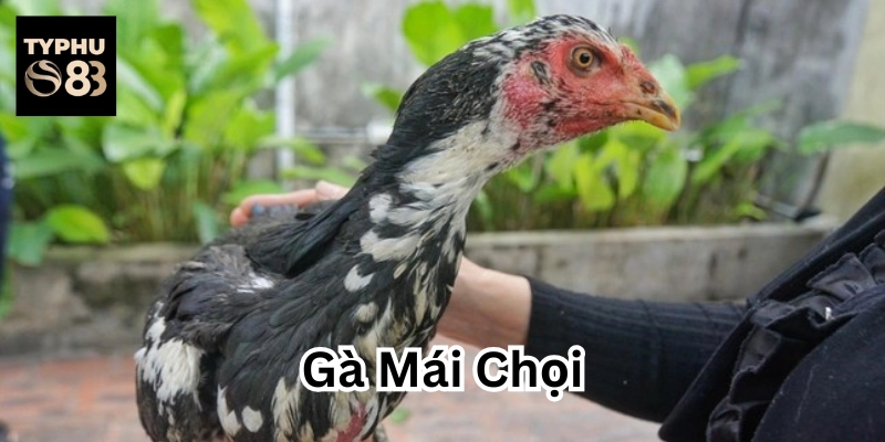 Lưu ý khi chọn Gà Mái Chọi